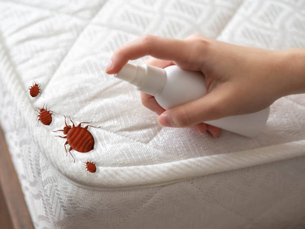 Best Spider Control Near Me  in La Riviera, CA